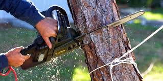 Best Stump Grinding and Removal  in Winton, CA