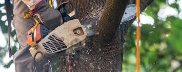 Reliable Winton, CA Tree Care Solutions