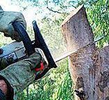 Best Tree Preservation Services  in Winton, CA
