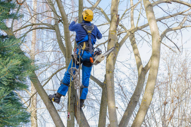 Leaf Removal in Winton, CA