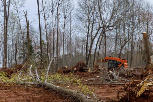 Best Tree Mulching  in Winton, CA