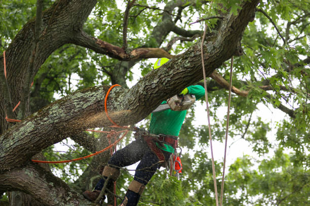 How Our Tree Care Process Works  in  Winton, CA