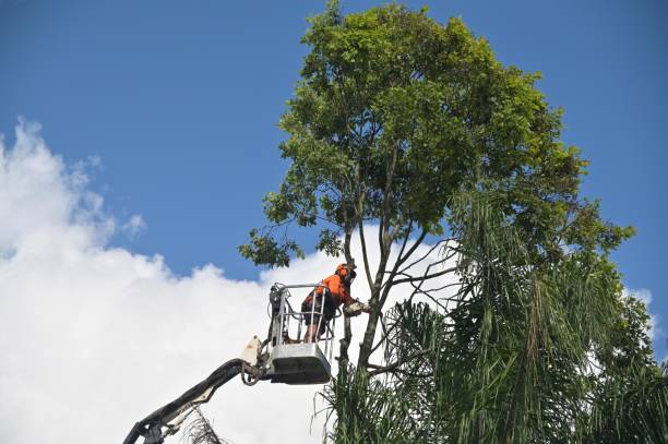 Best Lawn Pest Prevention  in Winton, CA