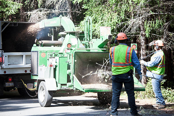 Best Commercial Tree Services  in Winton, CA
