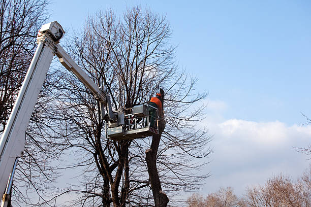 Best Tree Removal  in Winton, CA