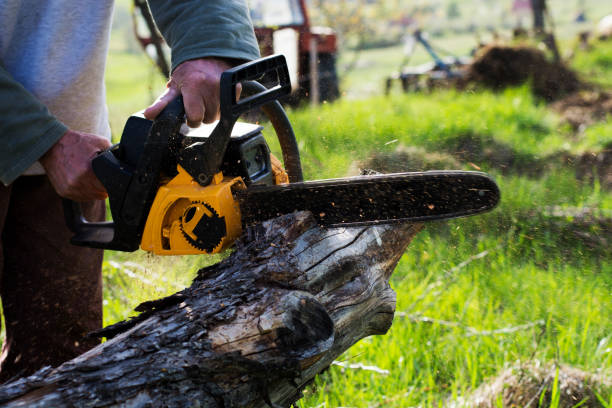 Best Lawn Maintenance Plans  in Winton, CA